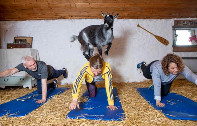 Is goat pilates the next big thing in the fitness world? (Photo: SWNS)