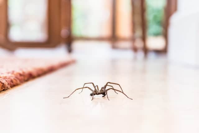 Spider season is here - this is what to do (Photo: Shutterstock)