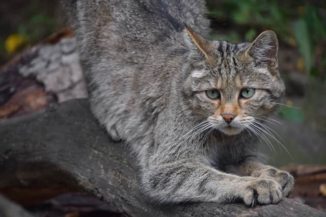 Wildcat numbers have fallen dramatically in the UK (Photo: Shutterstock)